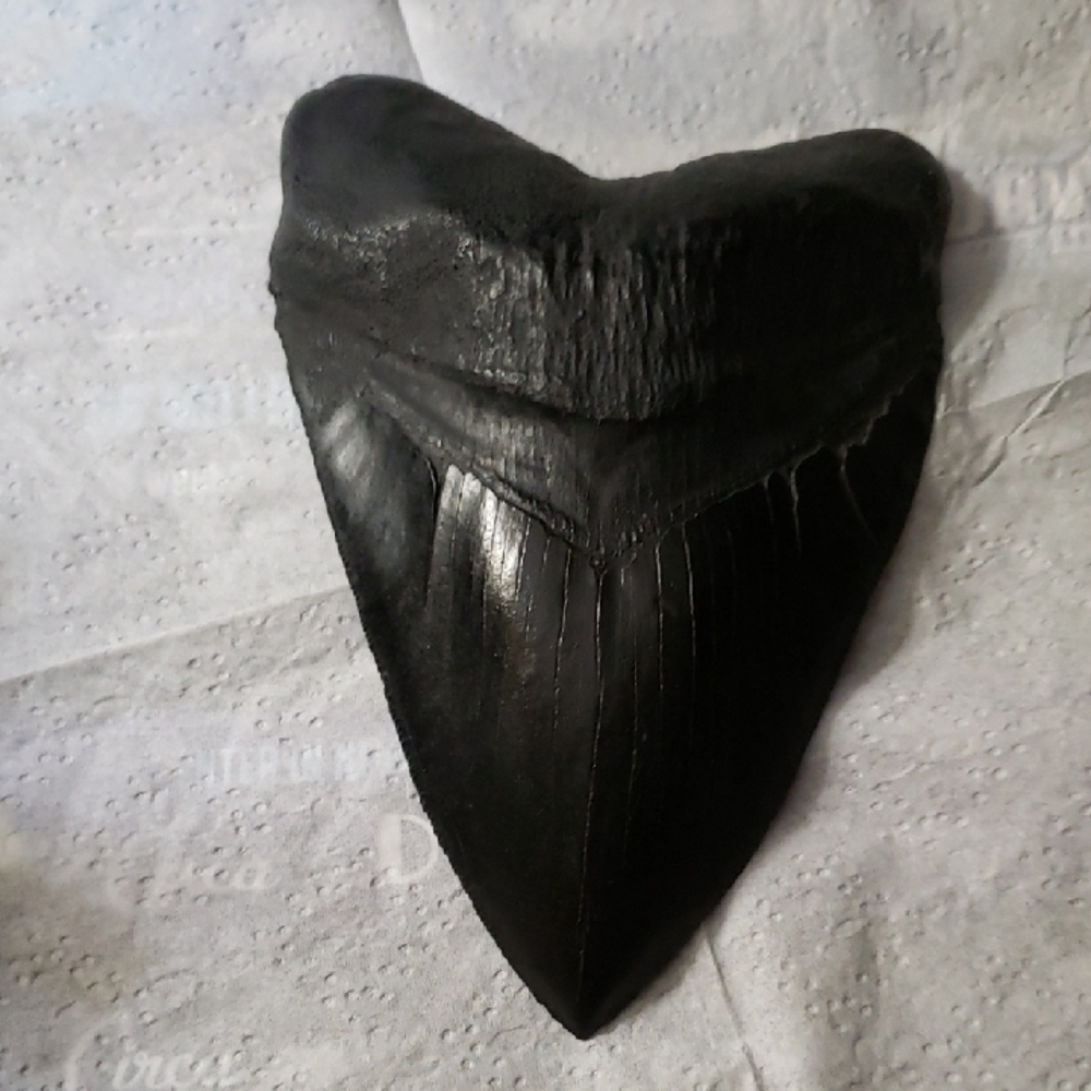 Black Shark Tooth